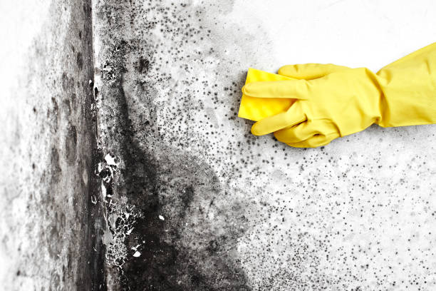 Best Mold Testing  in Franklin, NC
