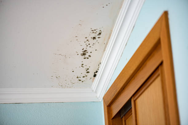 Best Emergency Mold Removal  in Franklin, NC