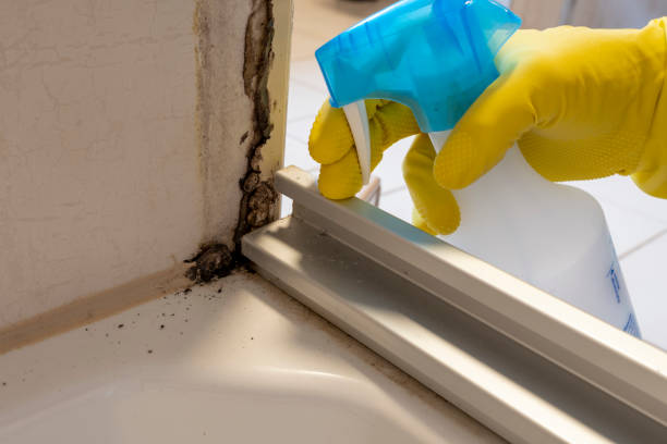 Best Local Mold Removal Service  in Franklin, NC