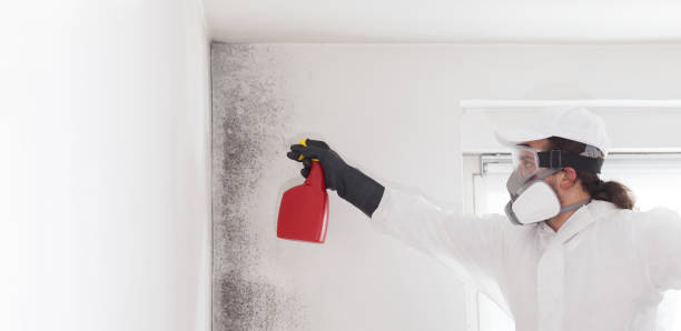 Professional Mold Removal in Franklin, NC