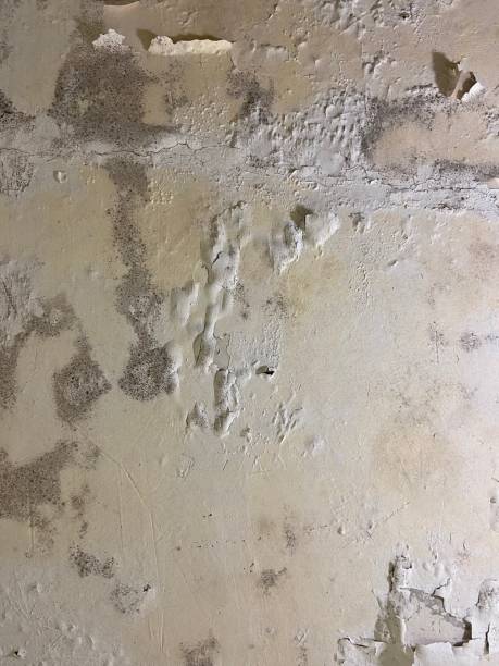 Best Attic Mold Removal  in Franklin, NC