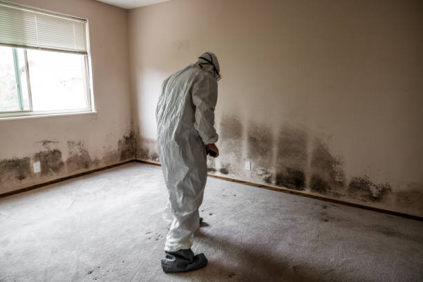 Best Mold Removal Company Near Me  in Franklin, NC