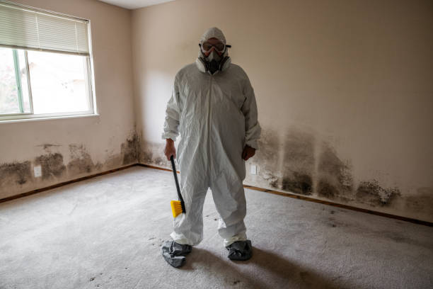Best Affordable Mold Removal  in Franklin, NC