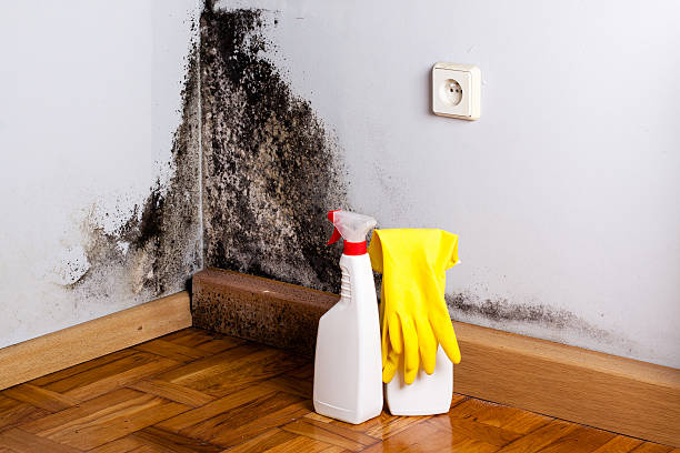 Certified Mold Removal in Franklin, NC