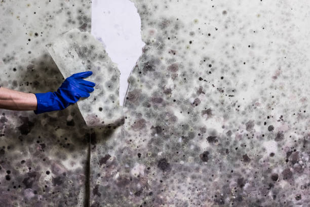 Best Mold Remediation  in Franklin, NC