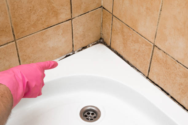 Best Mold Testing  in Franklin, NC
